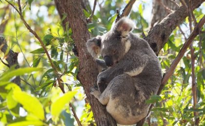 a koala sleeps in the fork of a tree surrounded by bright green leaves